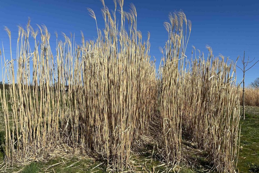 Miscanthus Felder vor blauem Himmel