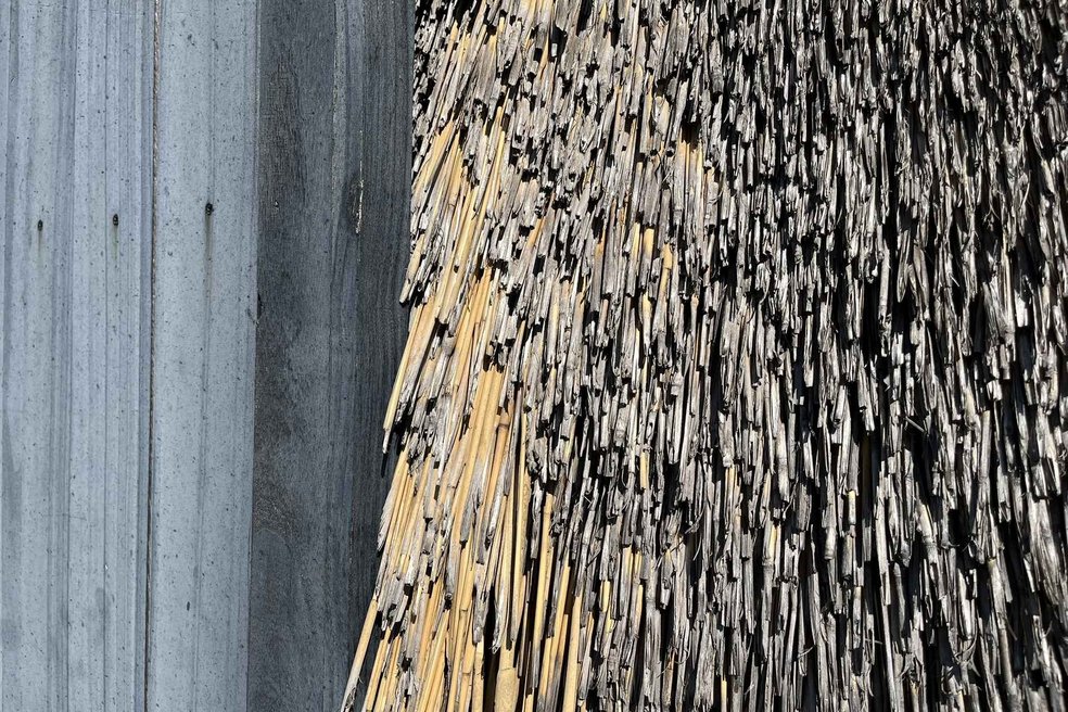 Miscanthus an Hausfassade